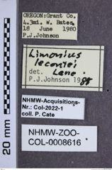Etiketten zu Pheletes lecontei (NHMW-ZOO-COL-0008616)